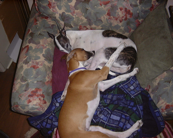 Homer and Dooley