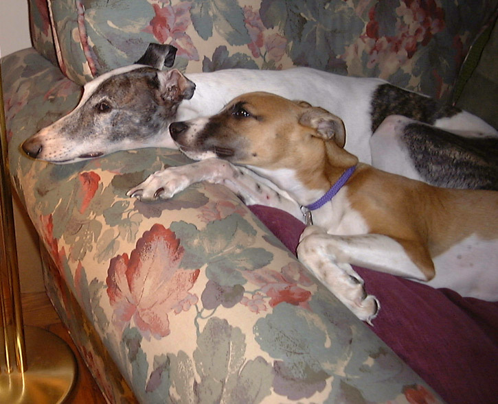 Homer and Dooley