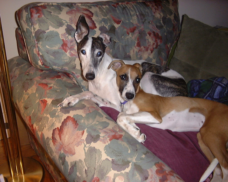 Homer and Dooley