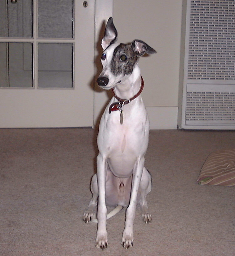 The Ear