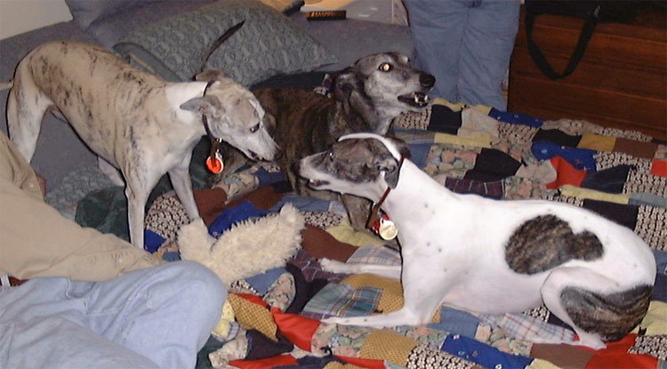 The Original Pack