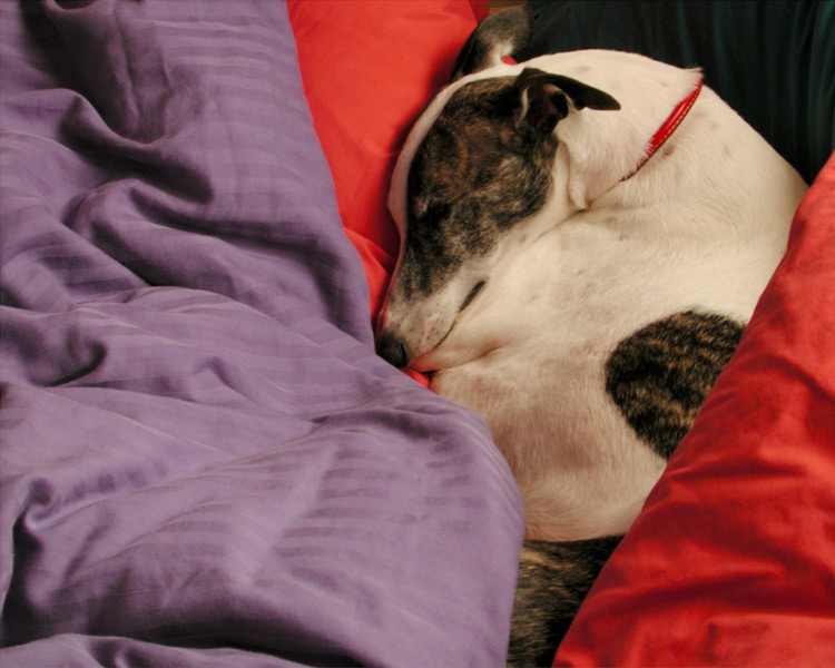 Homer in Bed