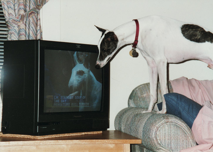 Sighthound